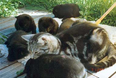 Athos with some of our puppis in the summer of 1996.